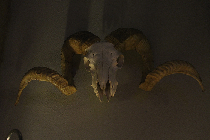 sheepskull